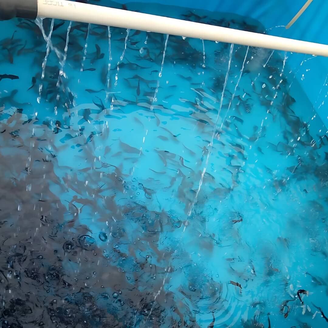 A harvest of fresh fish being prepared for market.