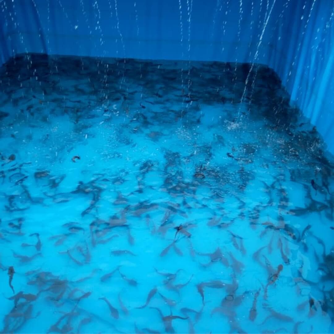 Close-up of fish swimming in a tank.