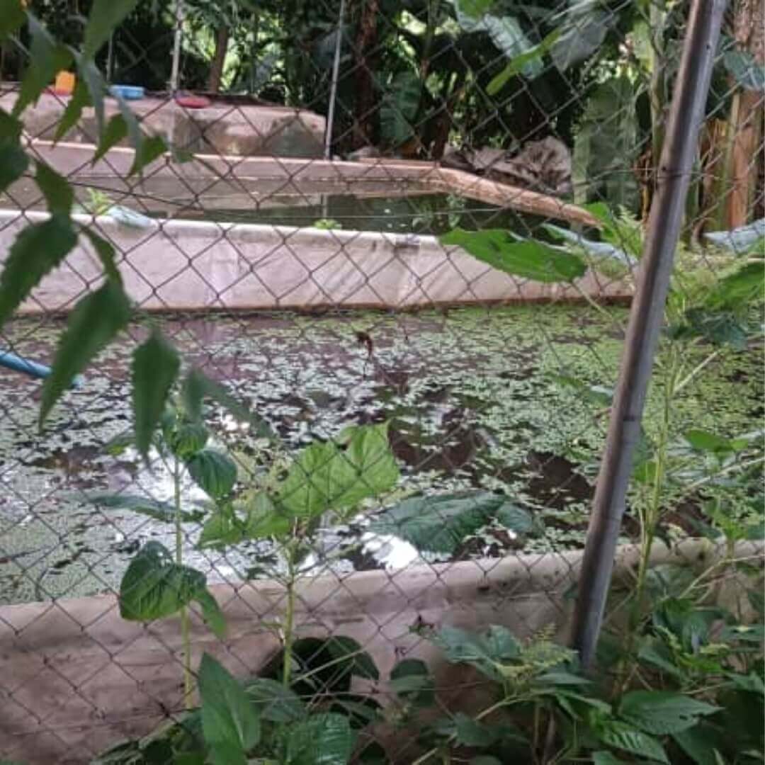 Wide shot of the fish farm showing multiple ponds.