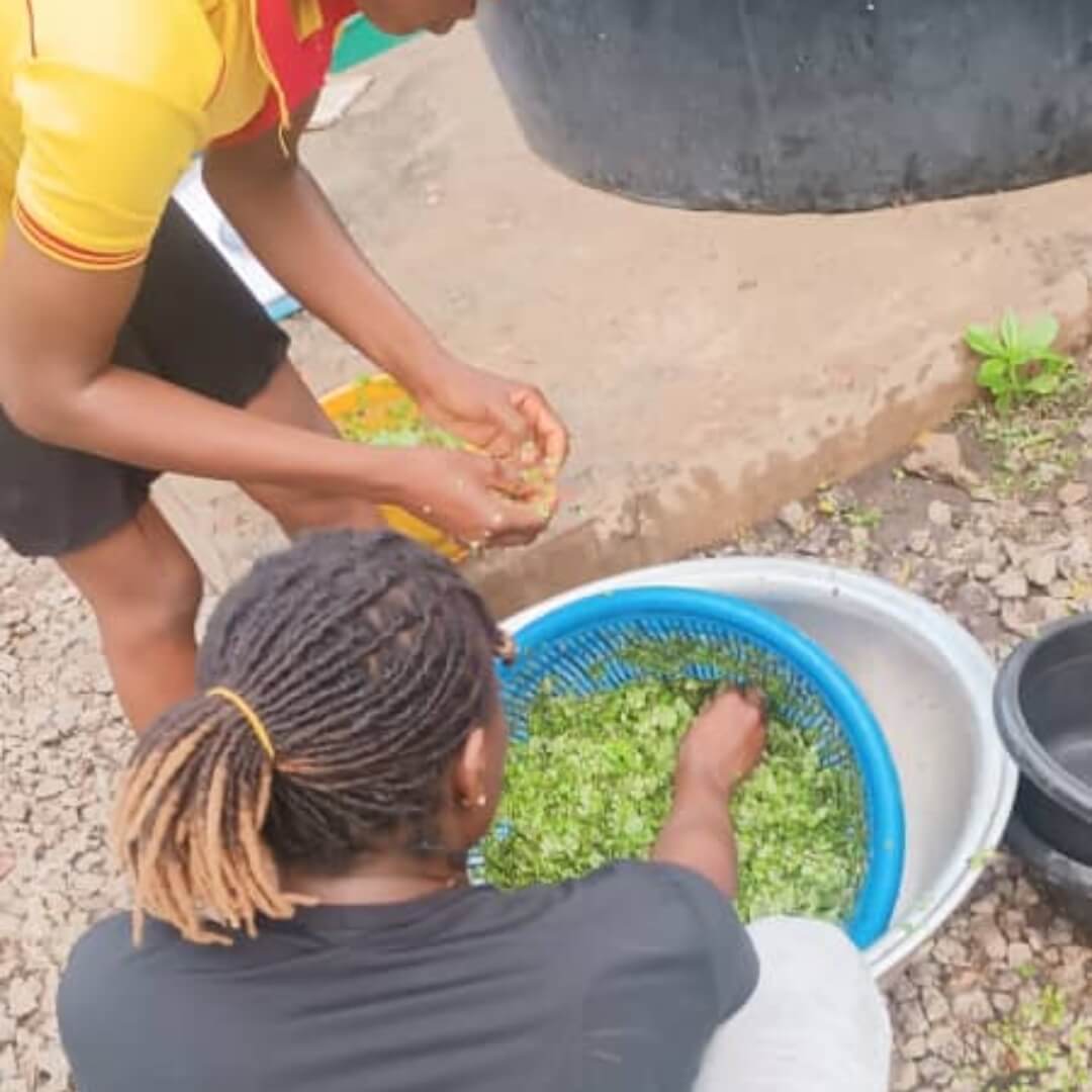 An aerial view of the entire Helsus Fish Farm.